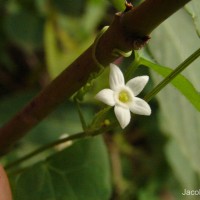 Zehneria thwaitesii (Schweinf.) C.Jeffrey